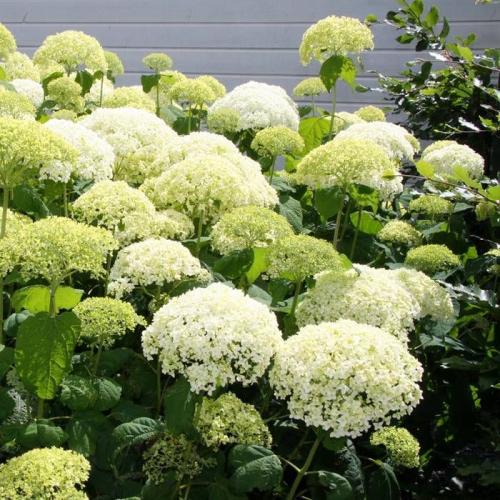 Hydrangea arborescens ’Annabelle’  - Cserjés hortenzia (3 l-es konténerben)