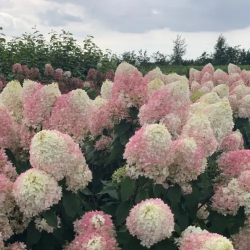 Hydrangea paniculata  ‘Pinkachu’ - Bugás hortenzia