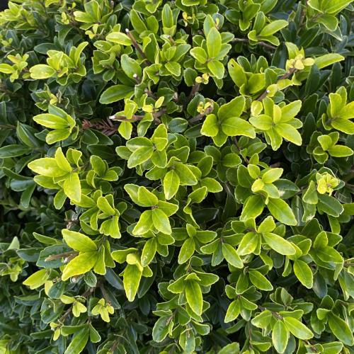 Ilex maximowicziana Kanehirae - Japán magyal