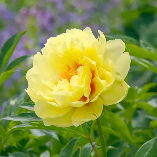 Paeonia Itoh ‘Bartzella’  -  Hibrid bazsarózsa (Telt sárga)