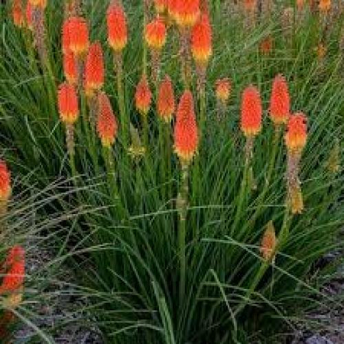 Kniphofia 'Poco Daybreak' - Fáklyaliliom