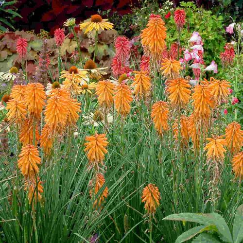 Kniphofia 'Poco Orange' - Fáklyaliliom