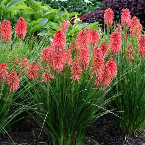Kniphofia 'Poco Red' - Fáklyaliliom