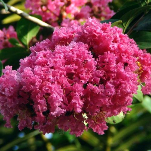 Lagerstroemia indica  ‘Caroline Beauty' -  Kínai selyemmirtusz