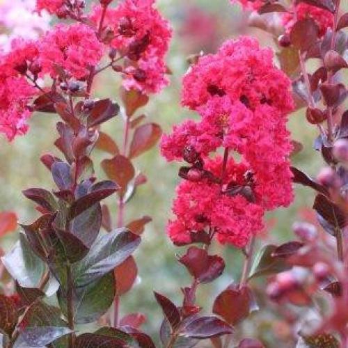 Lagerstroemia indica  ‘Arapaho' -  Kínai selyemmirtusz
