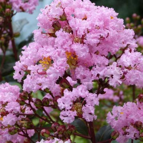Lagerstroemia indica  ‘Rhapsody in Pink' -  Kínai selyemmirtusz