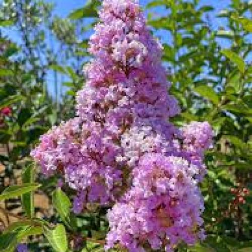 Lagerstroemia indica  ‘Muskogee' -  Kínai selyemmirtusz