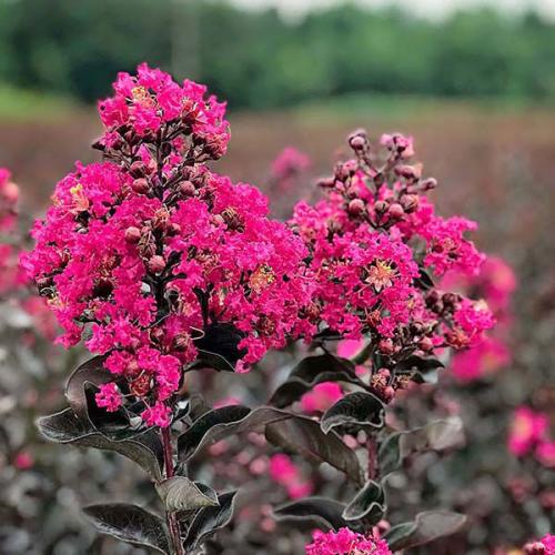 Lagerstroemia indica  ‘Black diamand® Mystic Magenta' -  Kínai selyemmirtusz