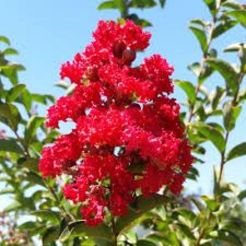 Lagerstroemia indica  ‘Dynamite' -  Kínai selyemmirtusz
