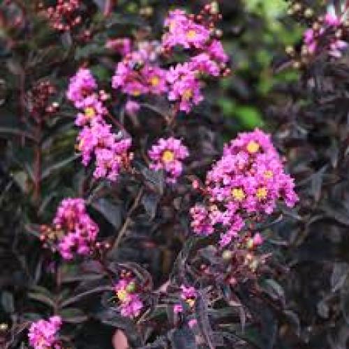 Lagerstroemia indica  'Black Diamond® Lavender Lace' -  Kínai selyemmirtusz