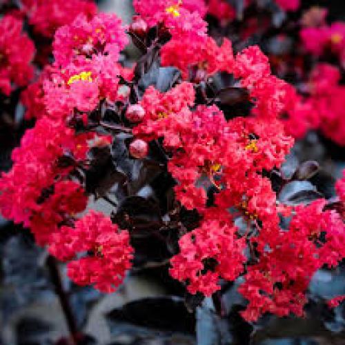 Lagerstroemia indica  'Black Diamond® Crimson Red' -  Kínai selyemmirtusz
