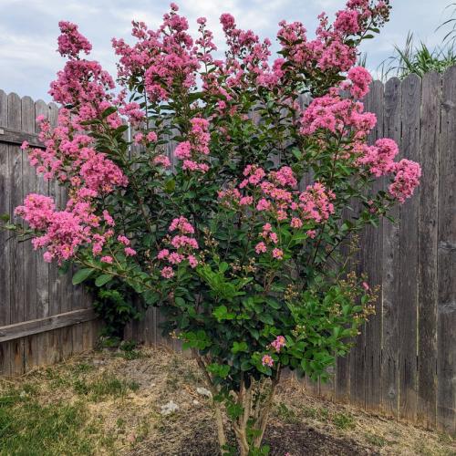 Lagerstroemia indica  ‘Hopi' -  Kínai selyemmirtusz