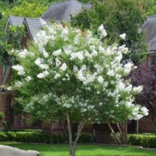 Lagerstroemia indica  'Natchez' -  Kínai selyemmirtusz
