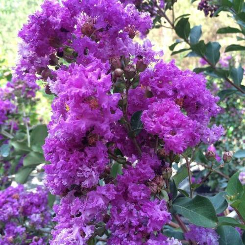 Lagerstroemia indica  ‘Powhatan’ -  Kínai selyemmirtusz