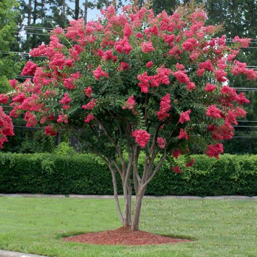 Lagerstroemia indica  ‘Tuscarora' -  Kínai selyemmirtusz