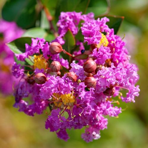 Lagerstroemia indica  ‘Zuni' -  Kínai selyemmirtusz