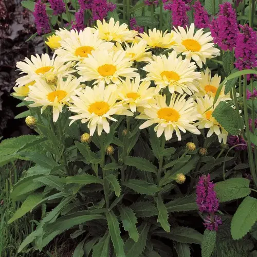 Leucanthemum 'Banane Cream Yellow' - Kerti margaréta