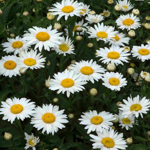 Leucanthemum 'Madonna' - Kerti margaréta