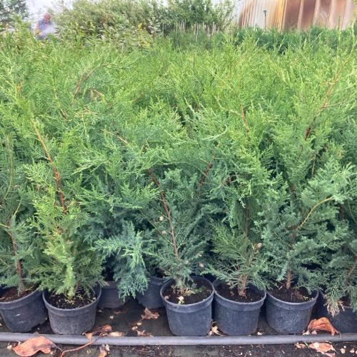 Cupressocyparis x Leylandii - Leylandi ciprus 'Oger'