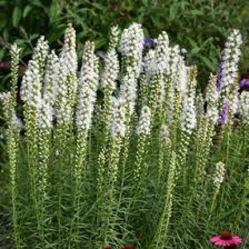 Liastris 'Floristan White' - Füzéres díszcsorba