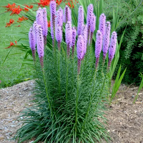 Liastris 'Floristan Violet' - Füzéres díszcsorba