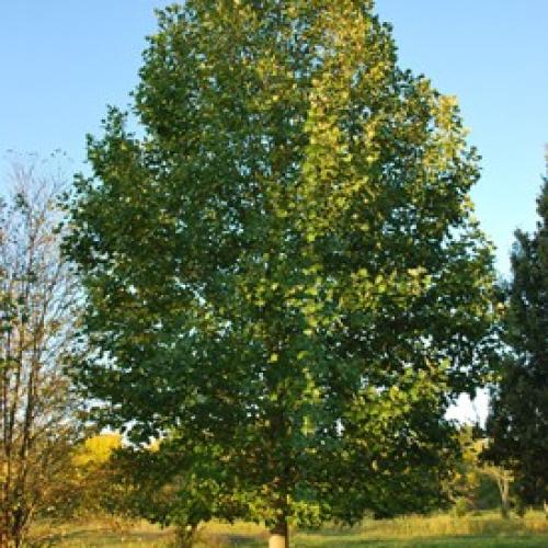 Liriodendron tulipifera  - Amerikai tulipánfa