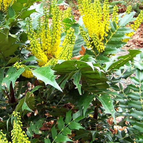 Mahonia x media ’Charity’ - Dúsvirágú cserjés mahónia