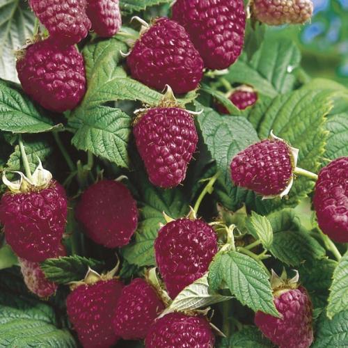 Rubus idaeus 'Heritage' - Málna (folytontermő)