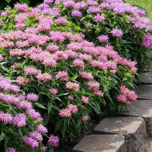 Monarda dydima  'Bee Lieve' - Méhbalzsam