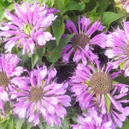 Monarda dydima  'Bee Pretty' - Méhbalzsam