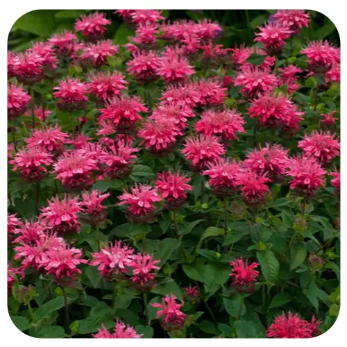 Monarda dydima  'Pink Lace' - Méhbalzsam