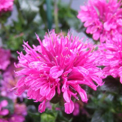 Monarda dydima  'Purple Lace' - Méhbalzsam