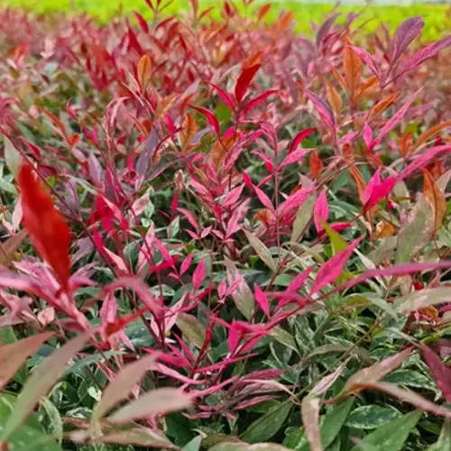 Nandina domestica 'Red Light' - Japán szentfa