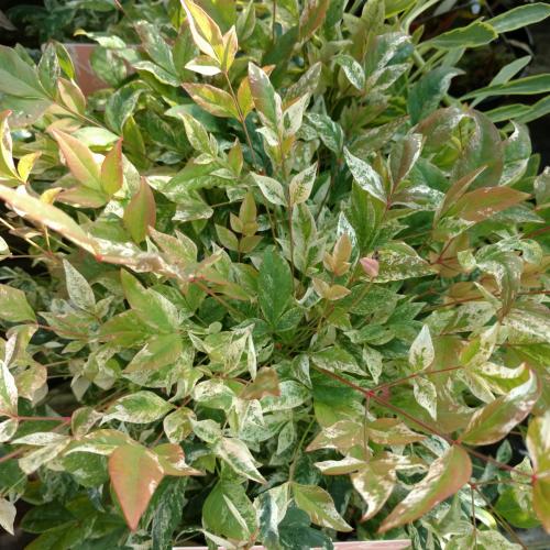 Nandina domestica 'Twilight' - Japán szentfa