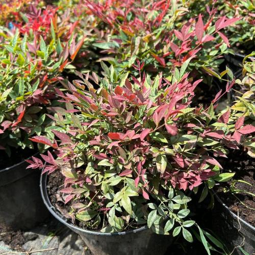 Nandina domestica ‘Obsessed’ - Japán szentfa