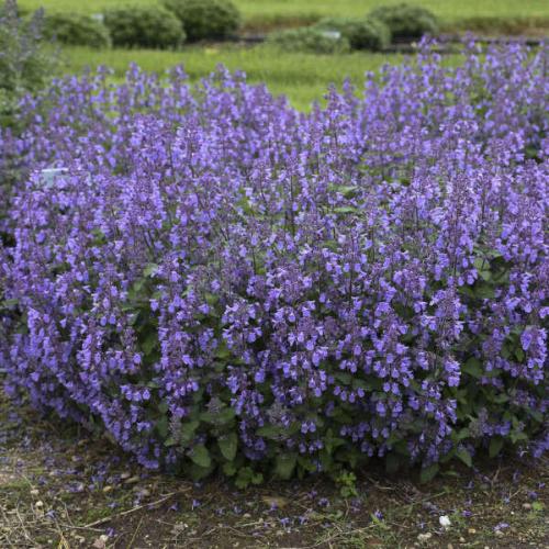 Nepeta x faassenii  'Picture Purrfect'- Kerti macskamenta