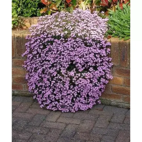 Saponaria ocymoides 'Rose' - Gyepes szappanfű