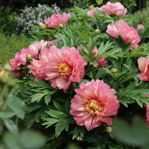 Paeonia Itoh 'Hillary'  - Hibrid bazsarózsa (telt púder rózsaszín)