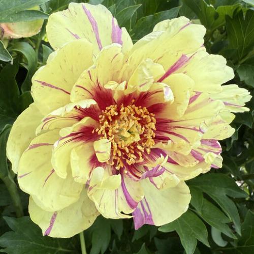 Paeonia Itoh ‘Lollipop’  -  Hibrid bazsarózsa (sárga, csíkos)