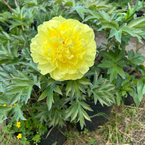 Paeonia Itoh Yellow  -  Hibrid bazsarózsa (sárga teltvirágú)