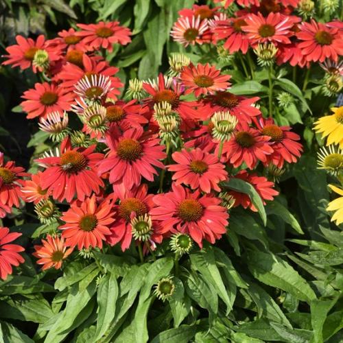 Echinacea 'Pearl  Dark Orange' - Kasvirág (narancssárga)