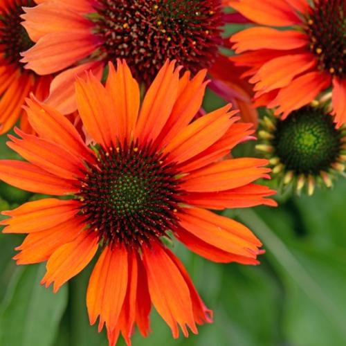 Echinacea 'Pearl  Orange' - Kasvirág