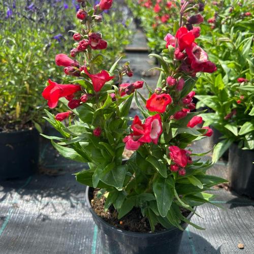 Penstemon hartwegi 'Polaris Red' - Bugatölcsér