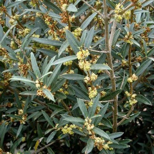 Phillyrea angustifolia - Keskenylevelű olajfagyal