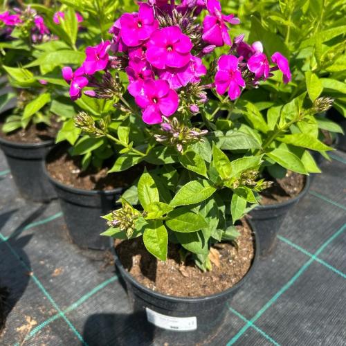 Phlox paniculata 'Ka-Pow Purple' - Bugás lángvirág
