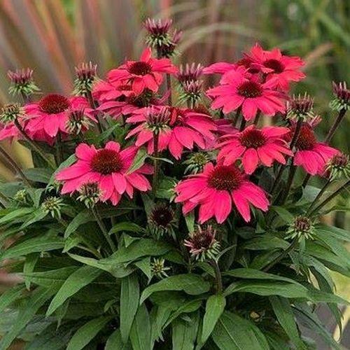 Echinacea 'SunMagic® Vintage Red' - Kasvirág