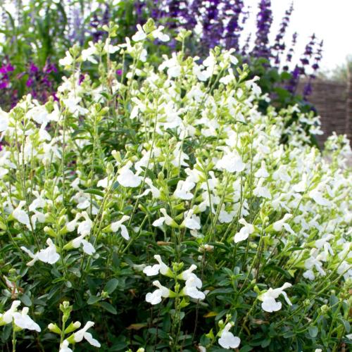 Salvia greggii 'Mirage™ White' - Őszi zsálya