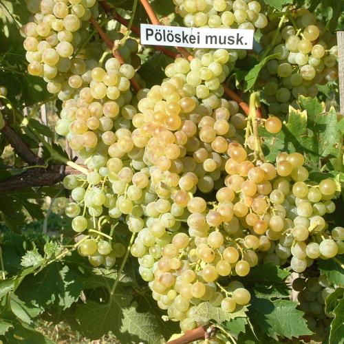 Csemegeszőlő ‘Pölöskei muskotály’ (fehér)