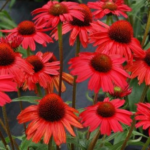 Echinacea 'Pearl  Deep Red' - Kasvirág