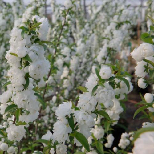 Prunus glandulosa ’Alboplena' - Babarózsa (fehér)